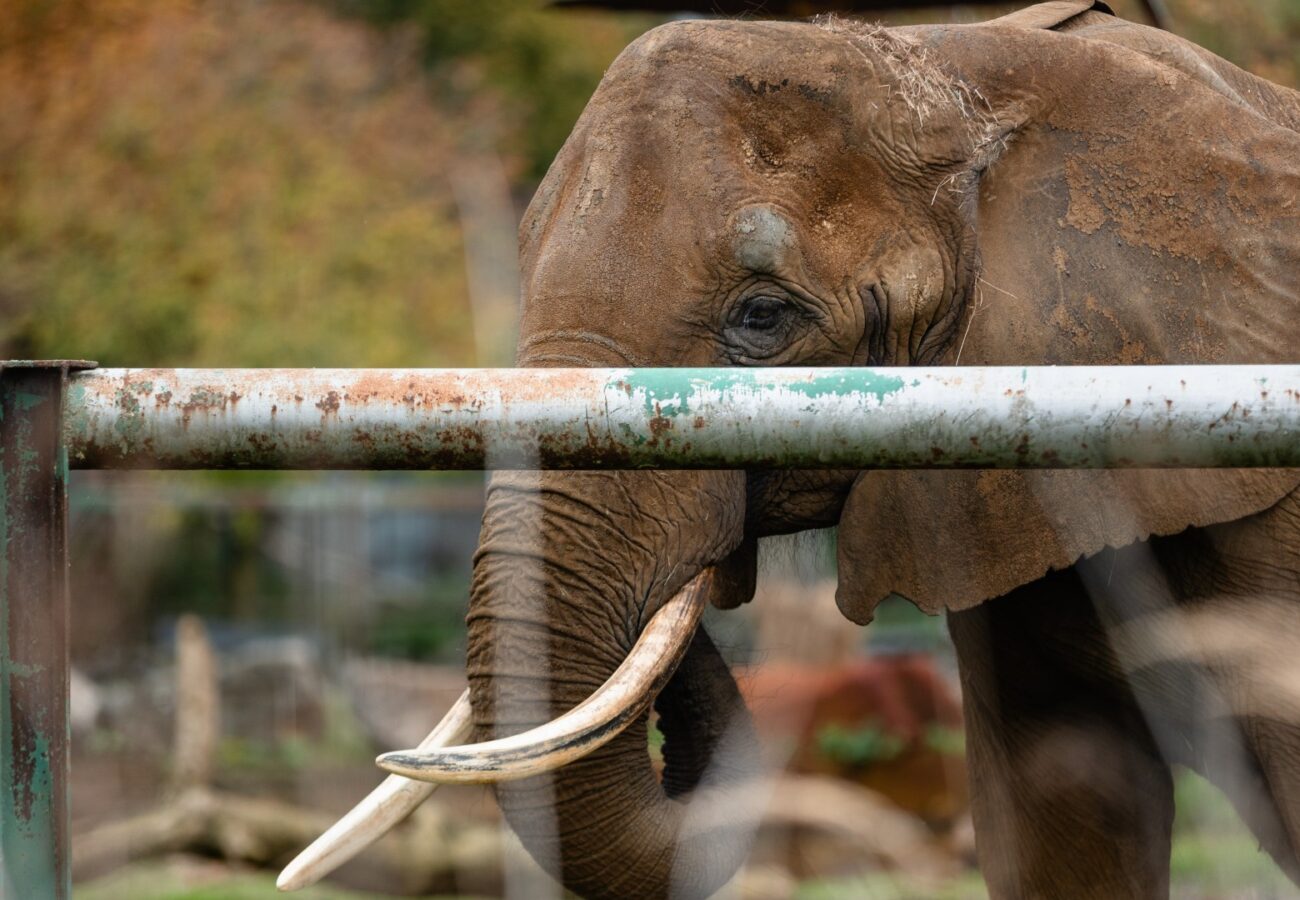 Photograph of an elephant standing behind a rusty metal fence with a blurred background. The elephant's large tusks and textured skin are prominently visible, highlighting its size and strength.