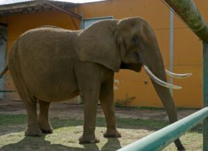 Photograph of an adult elephant standing in an enclosed outdoor area with a yellow building in the background. The elephant has large curved tusks, textured skin, and is positioned near green metal railings.