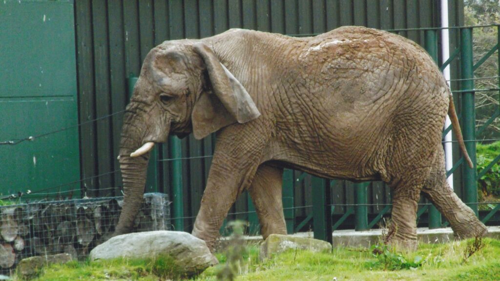 Photograph of a captive elephant walking on grass near rocks and a green metal fence. The elephant's skin texture and small tusks are clearly visible, highlighting its age and natural features.
