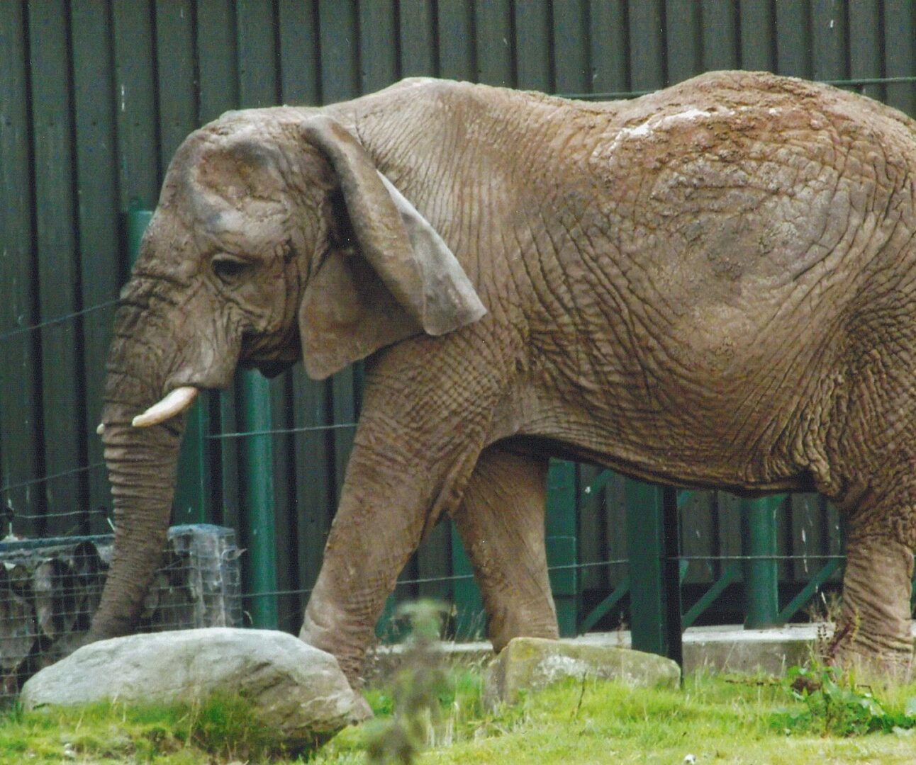 Photograph of a captive elephant walking on grass near rocks and a green metal fence. The elephant's skin texture and small tusks are clearly visible, highlighting its age and natural features.