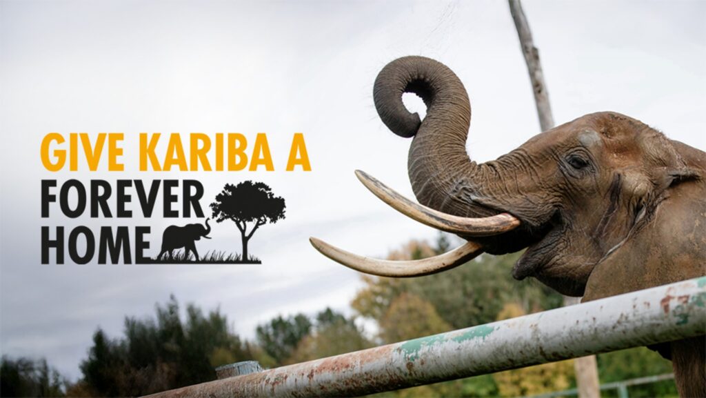Photograph of an elephant raising its trunk next to a fence with a cloudy sky and trees in the background. Text in bold orange and black reads "Give Kariba a Forever Home" alongside a silhouette of an elephant and a tree, indicating a wildlife conservation or animal rescue campaign.