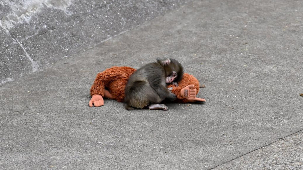 Punch the macaque: don't visit famous animals in zoos - Born Free