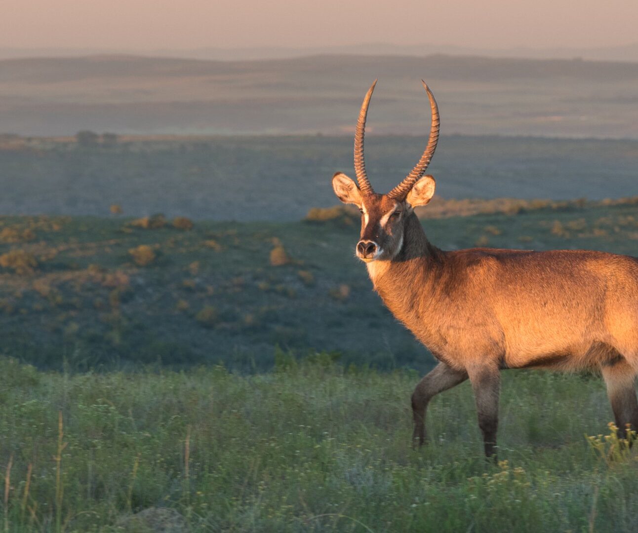 Photograph of a waterbuck standing in a grassy field during sunset, with soft light highlighting its brown fur and long, curved horns. Background shows rolling hills and a hazy sky, emphasizing natural habitat and serene wildlife scene.