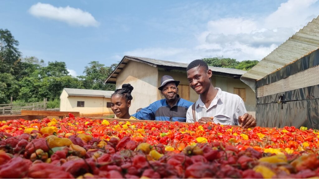 Photograph showing three people standing behind a large pile of red and yellow chili peppers spread out for drying outdoors. The setting includes buildings and green trees under a partly cloudy sky, highlighting agricultural activity and harvest processing.