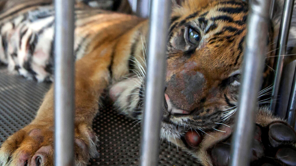 A young tiger is lying behind the bars of a cage looking at the camera with paw outstretched