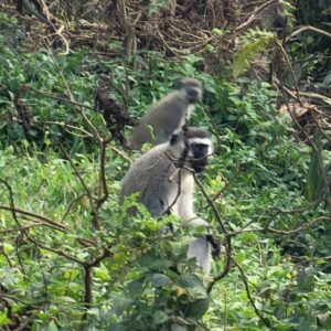 Photograph of two vervet monkeys sitting among dense green foliage and branches in a natural habitat. The foreground monkey is clearly visible with gray fur and a black face, while the background monkey is partially obscured by vegetation.