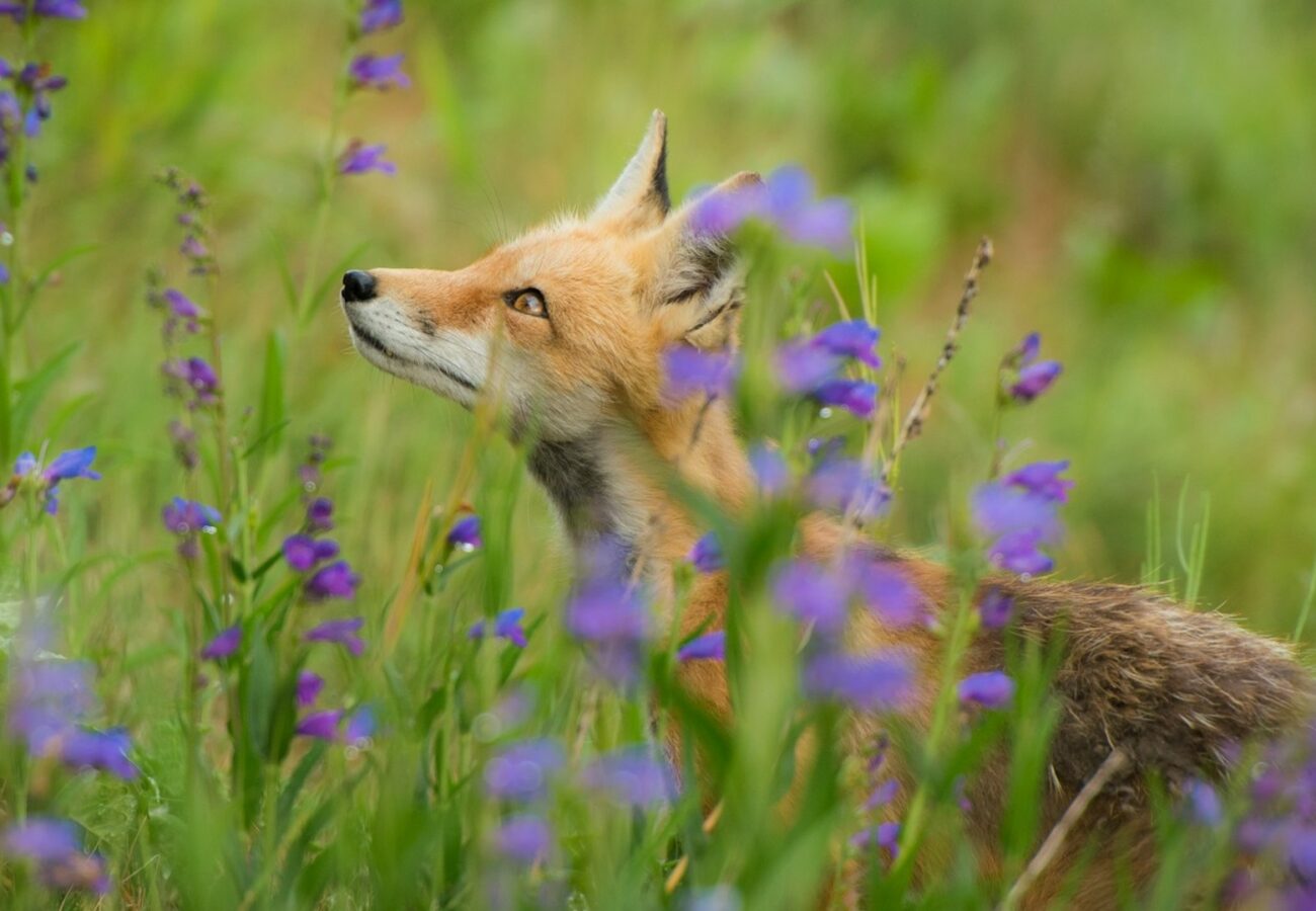Photograph of a fox partially hidden among tall green grass and purple wildflowers, looking upwards. The natural setting highlights the fox's reddish fur and attentive expression within a vibrant meadow.