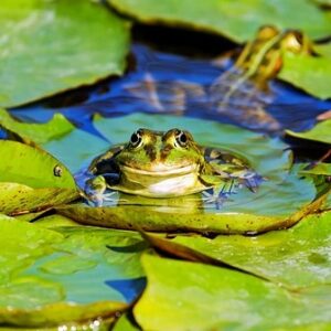 A frog in a pond surrounded by lily pads