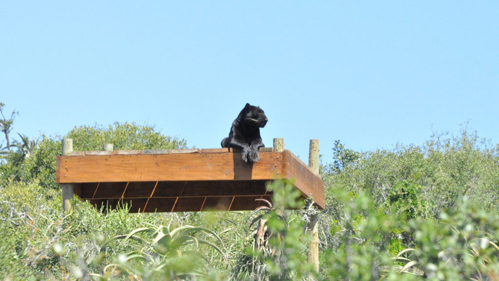 A black leopard sitting on a wooden viewing platform, surrounded by the green leaves of trees