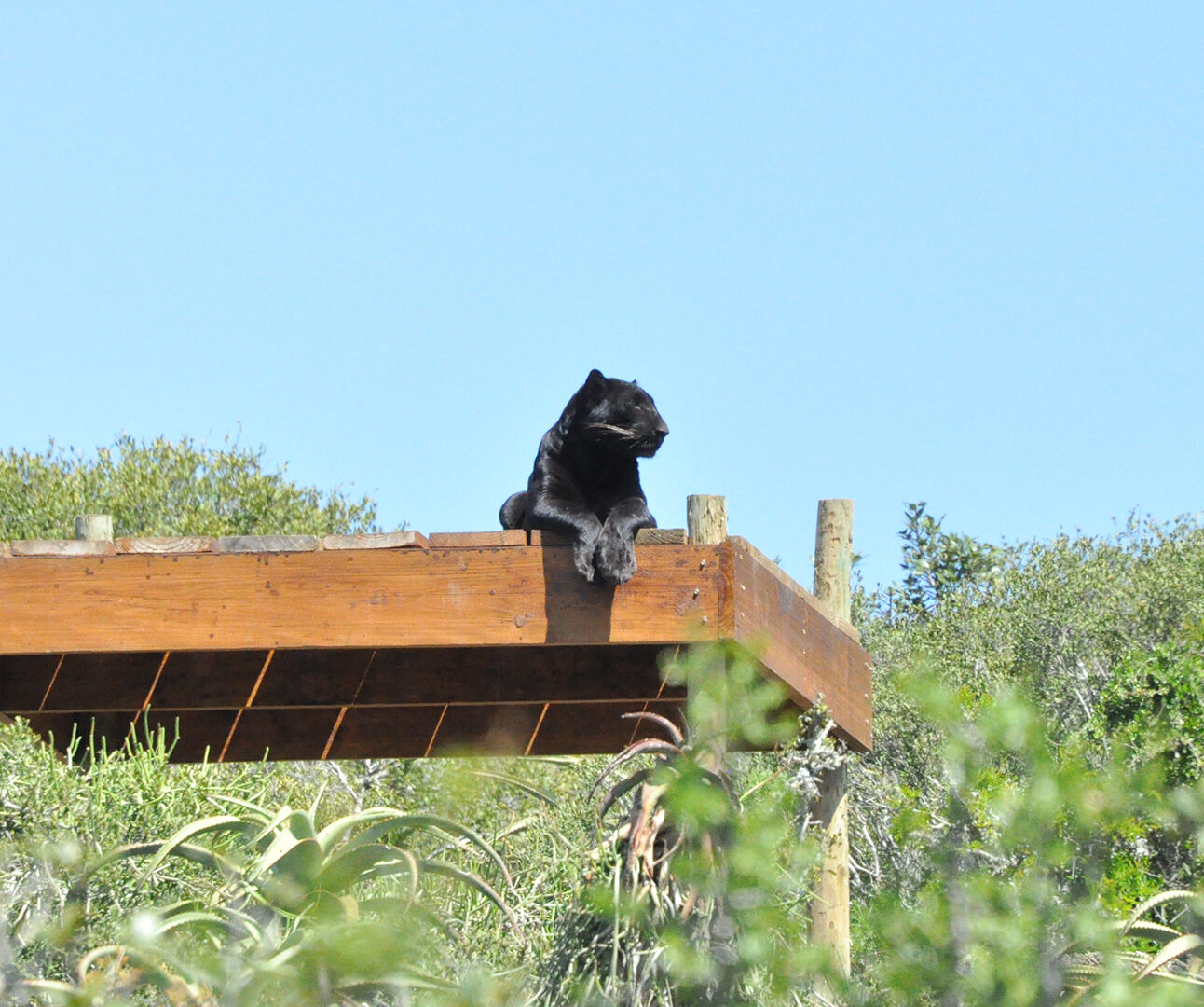 A black leopard sitting on a wooden viewing platform, surrounded by the green leaves of trees