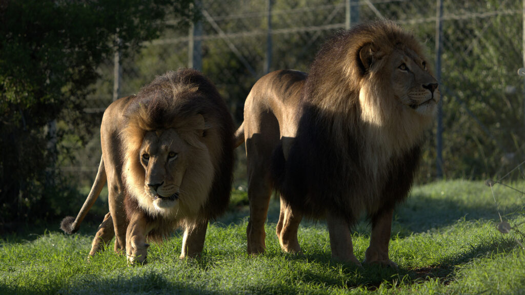 Two male lions stand side by side on grass