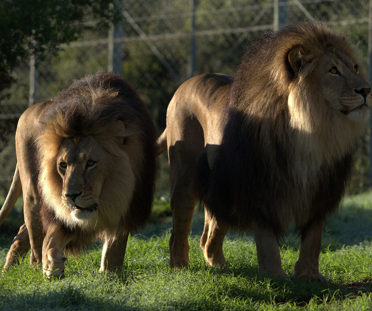 Two male lions stand side by side on grass