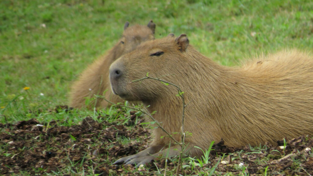 A capybara sits on a grassy riverbank, with a second capybara behind it