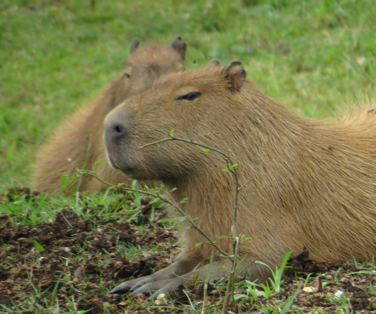 A capybara sits on a grassy riverbank, with a second capybara behind it
