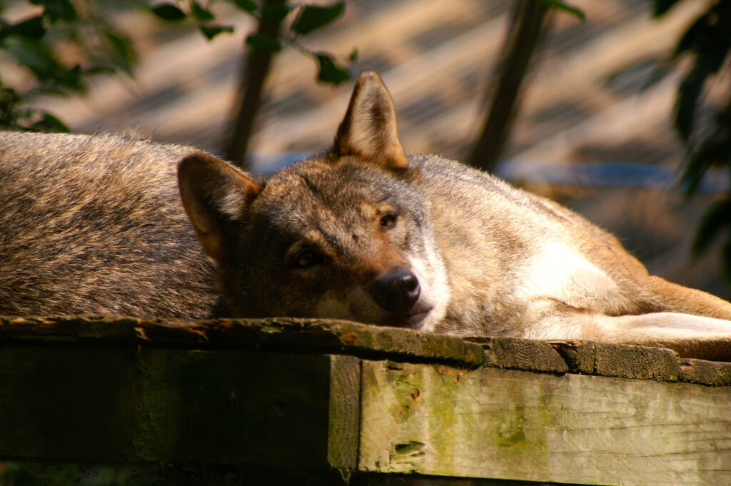 A grey wolf is lying on a wooden platform in the sun