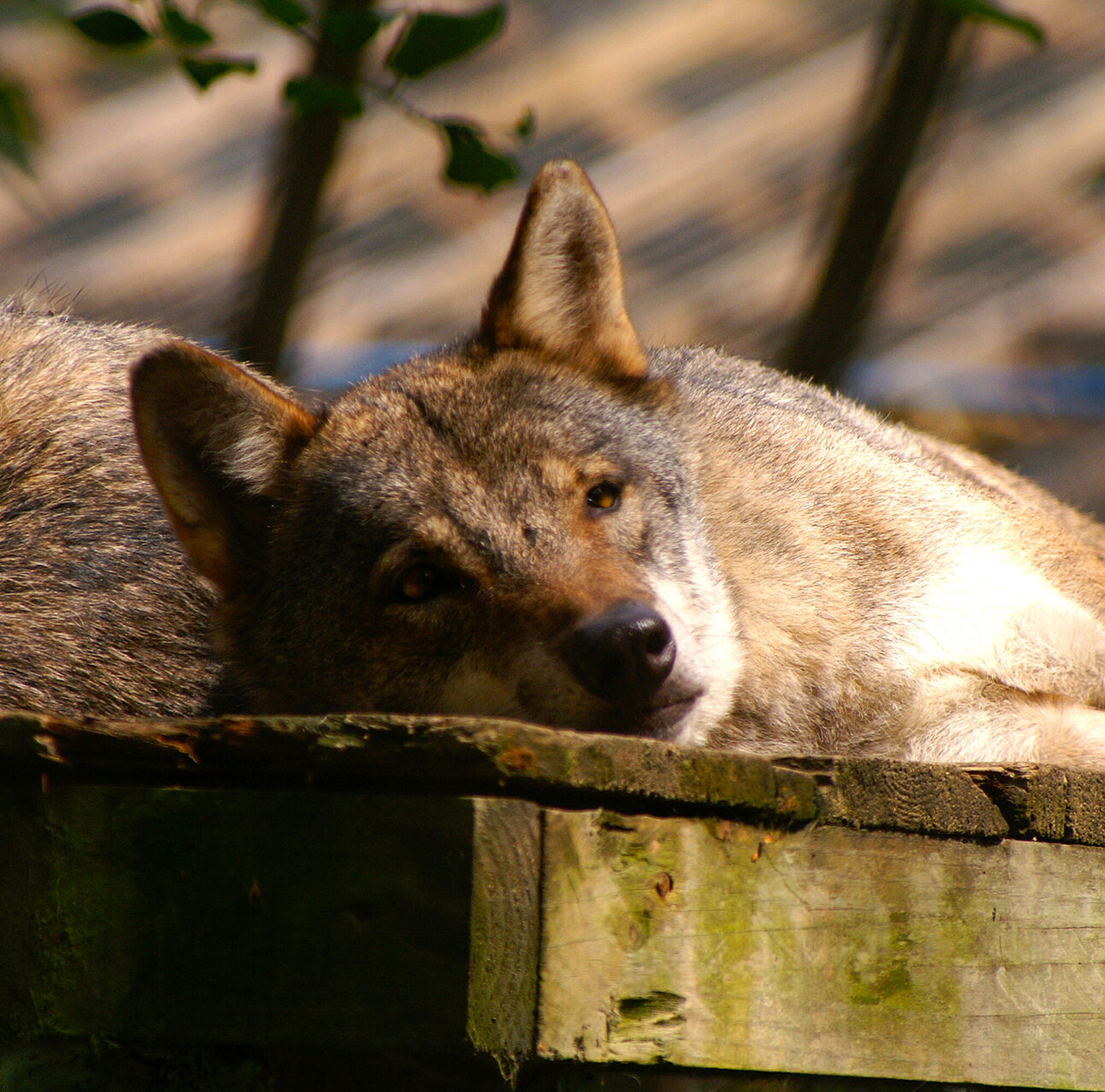 A grey wolf is lying on a wooden platform in the sun