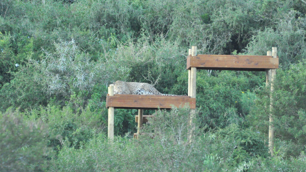 A leopard lying on a wooden viewing platform surrounded by trees