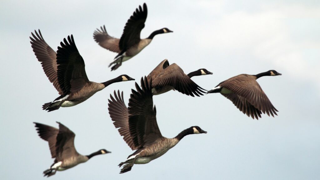 A group of six Canada geese flying in formation
