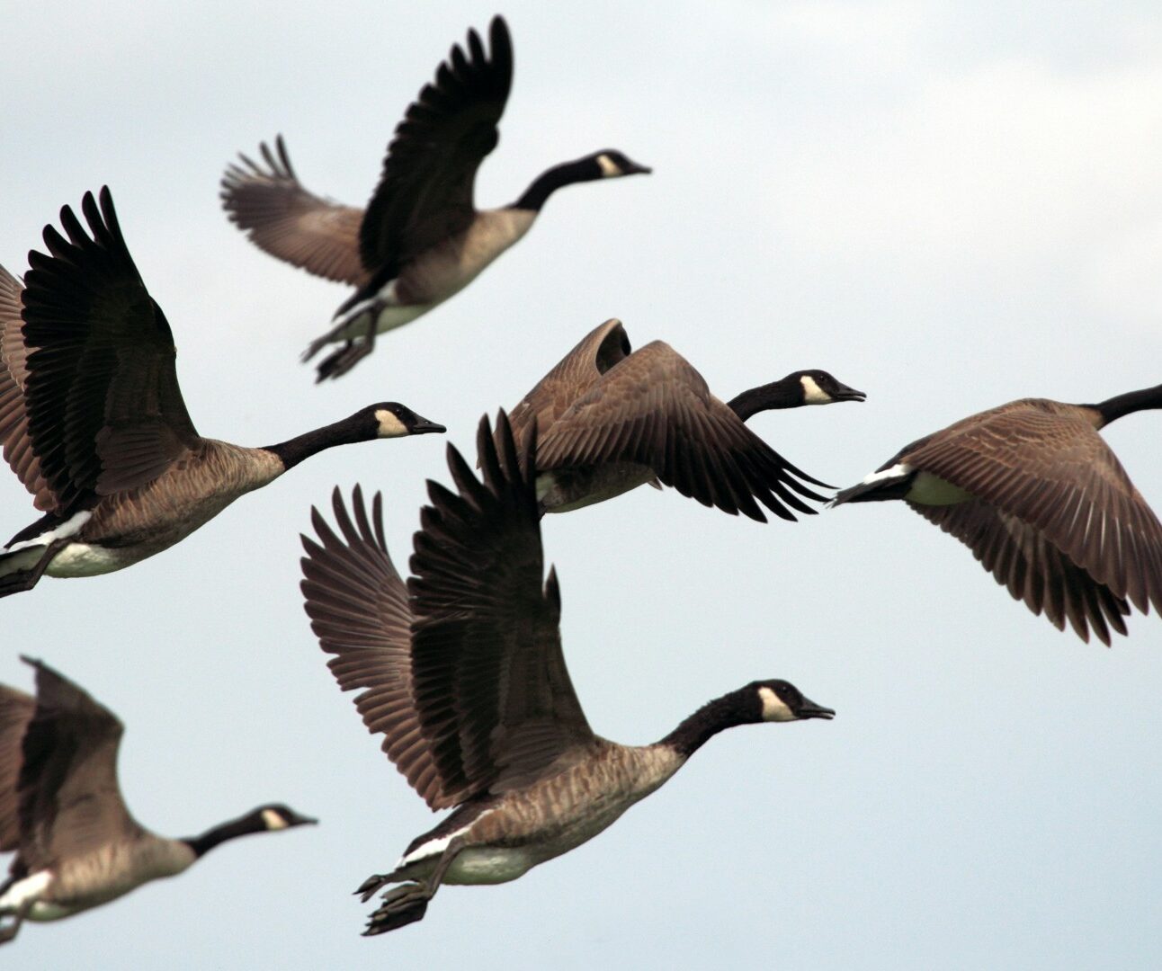 A group of six Canada geese flying in formation
