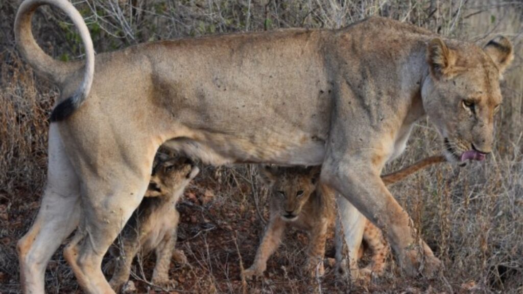 Photograph of a lioness walking through dry brush with two lion cubs partially hidden beneath her. The scene highlights a natural wildlife moment, showing protective behavior and interaction between the lioness and her cubs in a savanna environment.