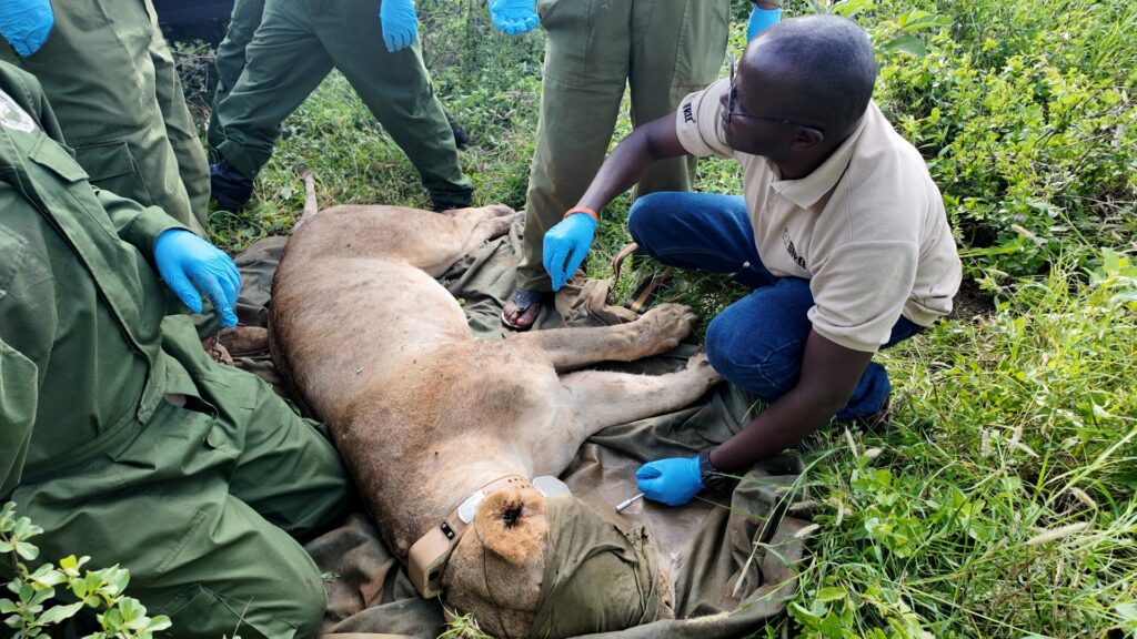 Photograph showing a group of wildlife researchers surrounding a sedated lion lying on a blanket in a grassy area. Researchers wearing gloves are examining and handling the lion, which has a tracking collar and a blindfold, indicating a wildlife study or conservation effort.