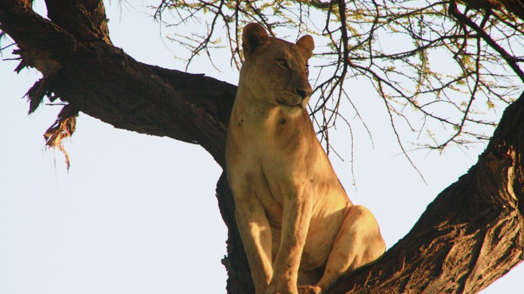Photograph of a lioness sitting on a large tree branch, looking attentively to the side. The scene highlights the contrast between the lioness's light fur and the dark, textured bark of the tree against a clear sky background.