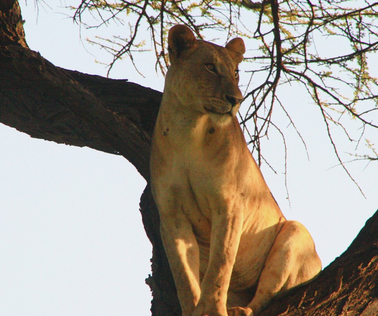 Photograph of a lioness sitting on a large tree branch, looking attentively to the side. The scene highlights the contrast between the lioness's light fur and the dark, textured bark of the tree against a clear sky background.