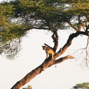 Photograph of a lioness perched on a large, angled tree branch against a clear sky. The tree has sparse green foliage at the top, and the lioness appears alert, highlighting unusual climbing behaviour for this species.
