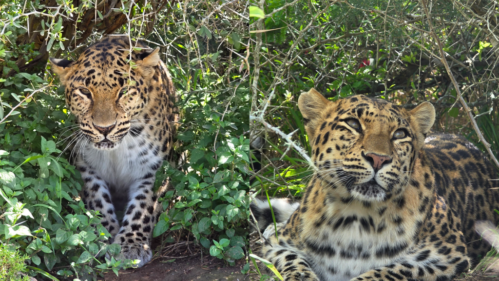 Two separate photos of two leopards, in a montage side by side, both looking towards the camera with green vegetation in the background