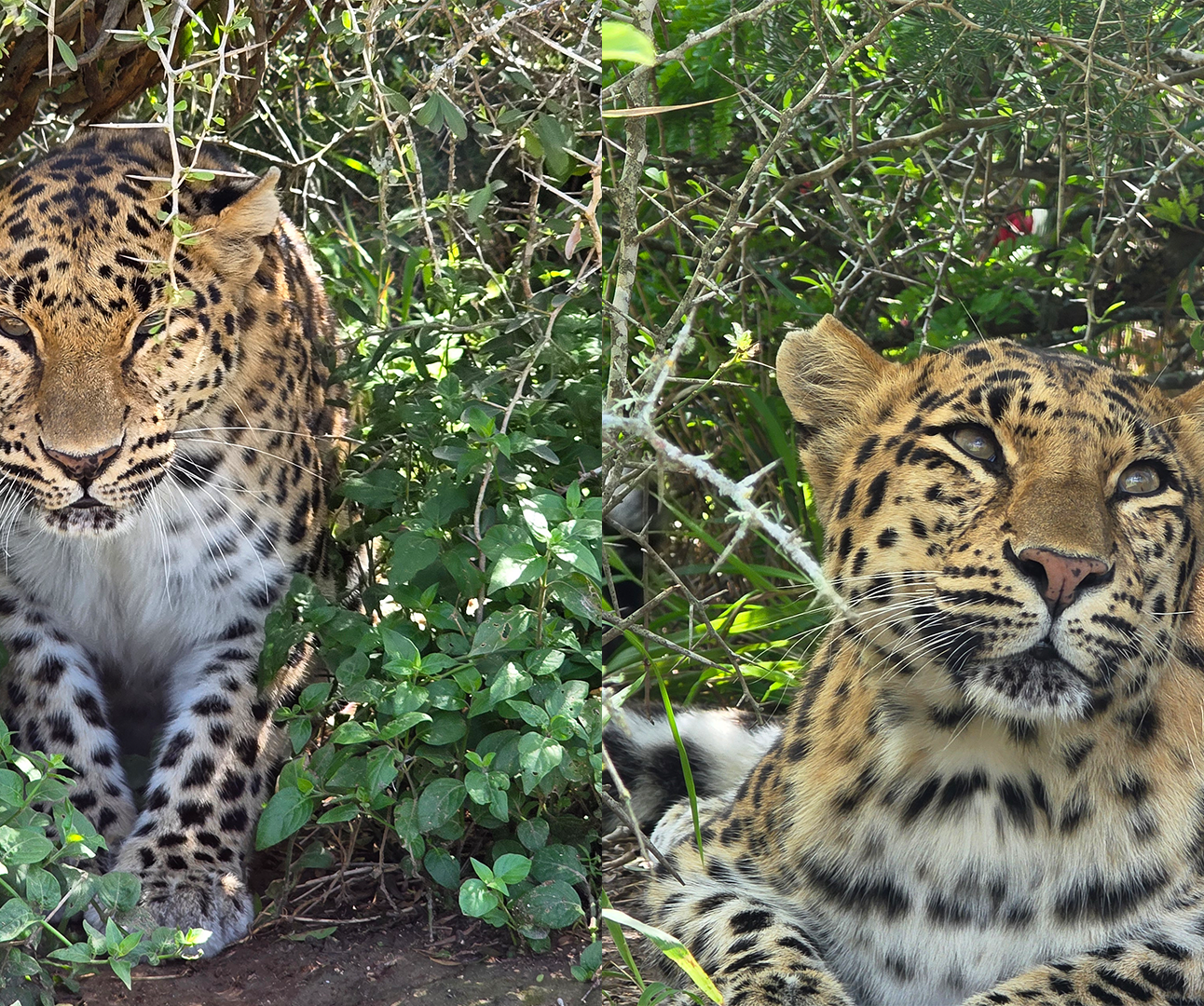Two separate photos of two leopards, in a montage side by side, both looking towards the camera with green vegetation in the background