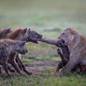 Photograph of a lioness and a group of hyenas engaged in a tug-of-war over a carcass limb in a grassy area. The lioness holds the limb firmly with her mouth while three hyenas pull from the opposite side, showcasing a tense feeding competition.