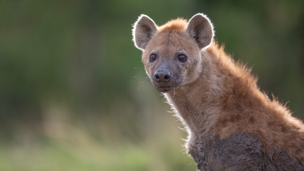 Photograph of a hyena with light brown fur and dark spots, looking directly at the camera against a blurred green background. The animal's ears are upright, and its fur appears slightly ruffled, highlighting its natural habitat.