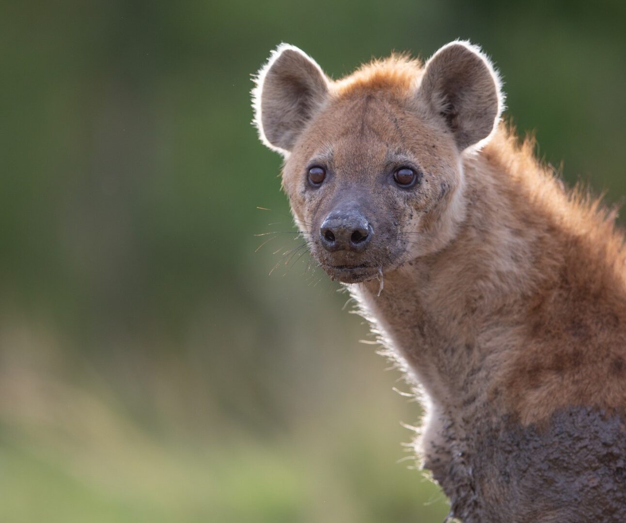 Photograph of a hyena with light brown fur and dark spots, looking directly at the camera against a blurred green background. The animal's ears are upright, and its fur appears slightly ruffled, highlighting its natural habitat.
