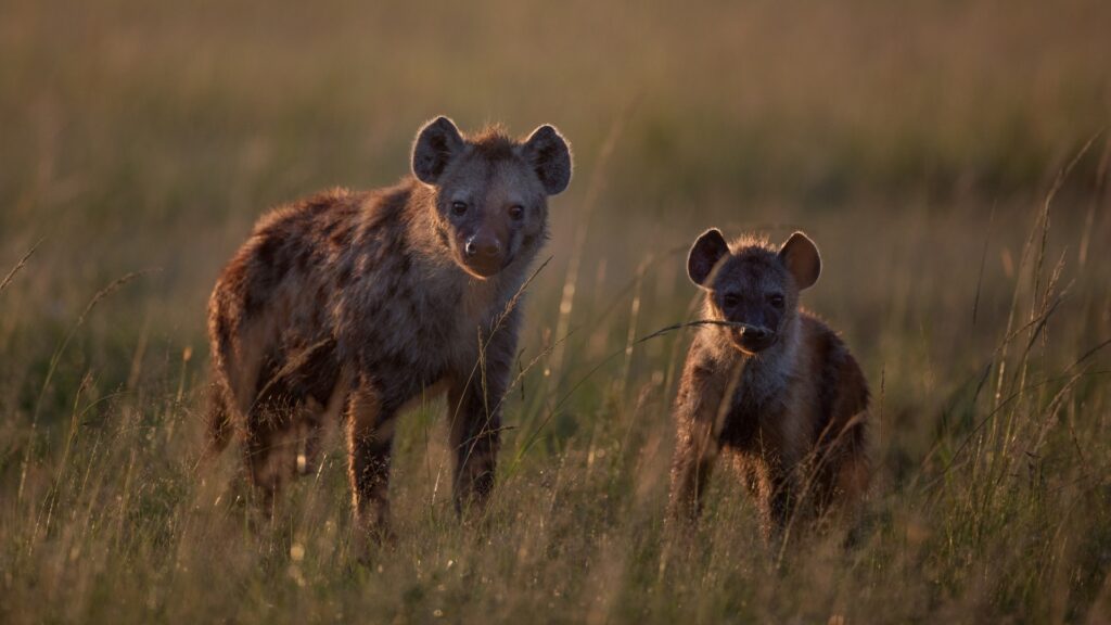 Photograph showing two hyenas standing in tall grass during golden hour lighting. The scene highlights their spotted fur patterns and attentive expressions in a natural savanna habitat.