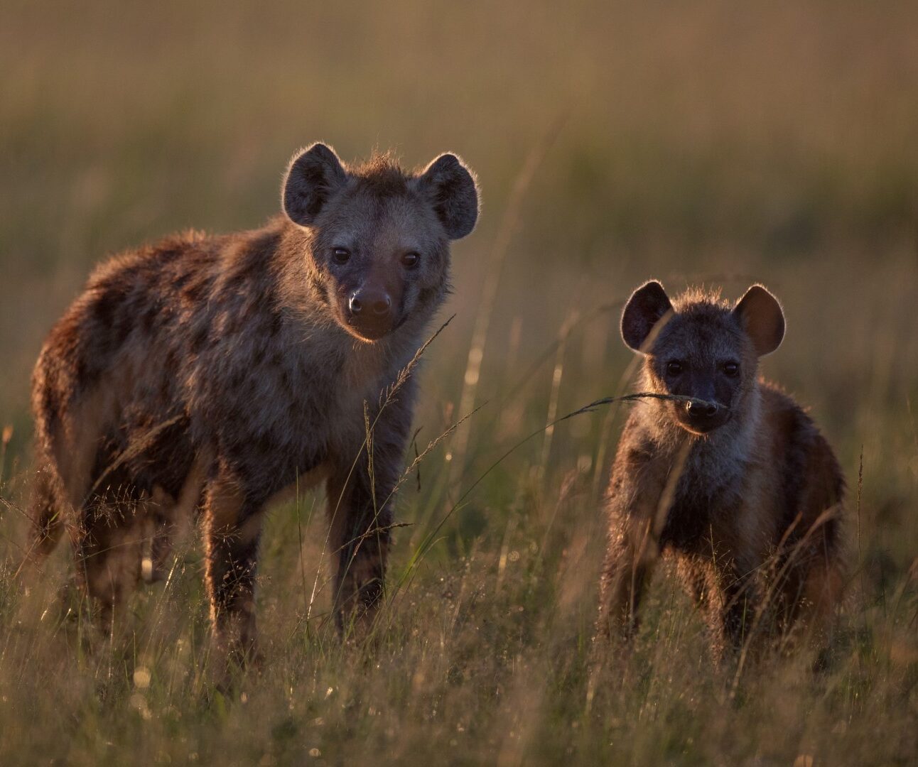 Photograph showing two hyenas standing in tall grass during golden hour lighting. The scene highlights their spotted fur patterns and attentive expressions in a natural savanna habitat.