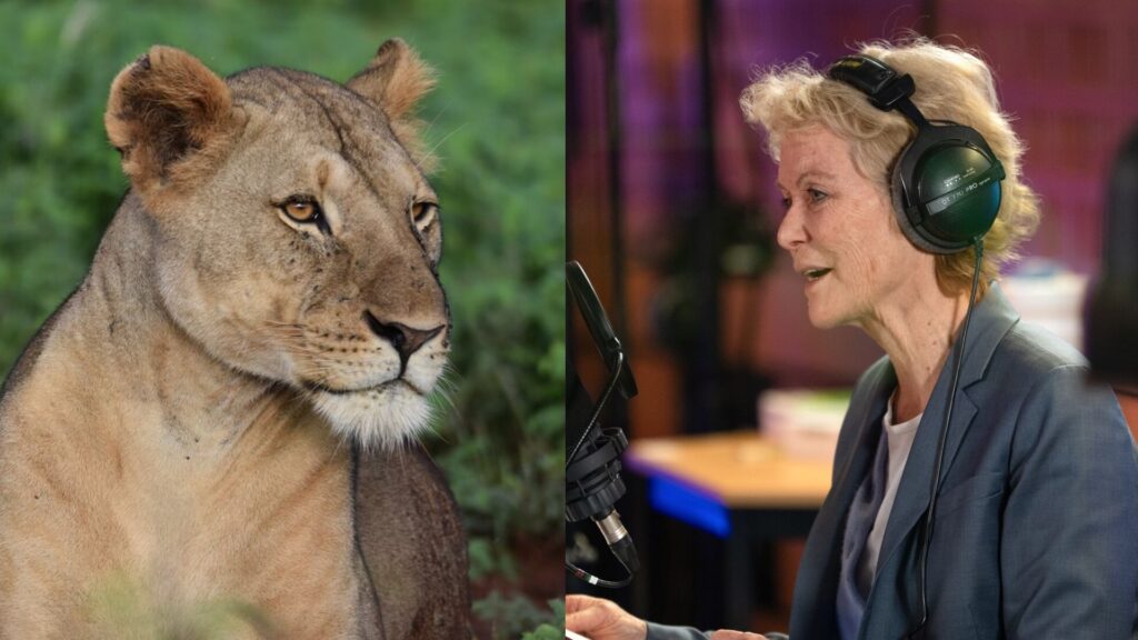 Photograph showing a close-up of a lioness on the left with a focused expression and natural green background. On the right, Jenny Seagrove wearing headphones and a blazer is speaking into a microphone in a studio setting with blurred background elements.