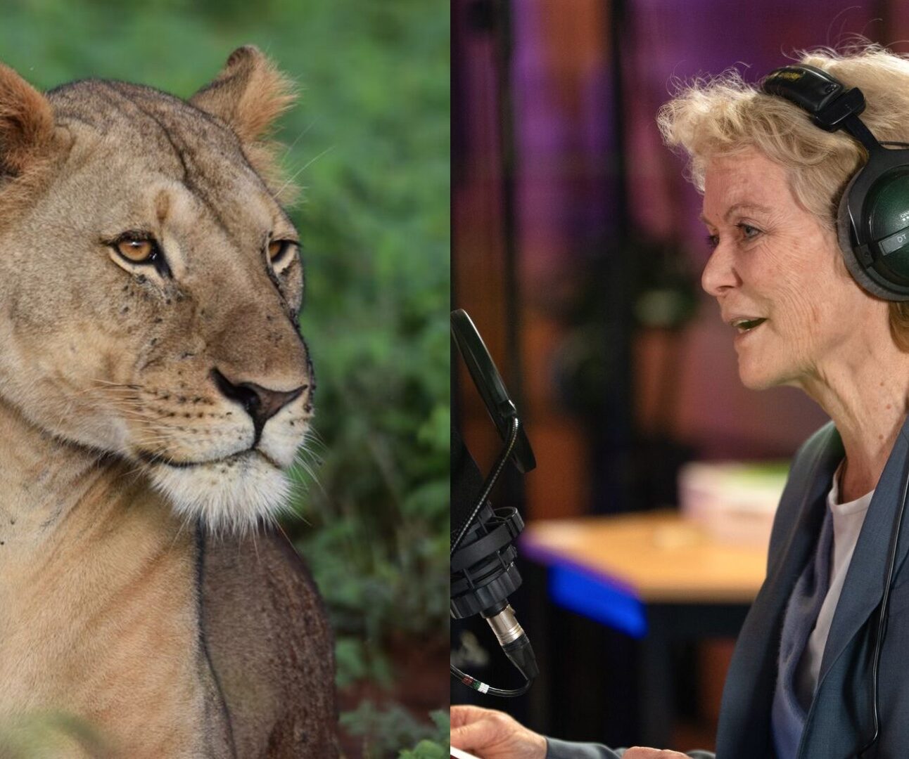 Photograph showing a close-up of a lioness on the left with a focused expression and natural green background. On the right, Jenny Seagrove wearing headphones and a blazer is speaking into a microphone in a studio setting with blurred background elements.