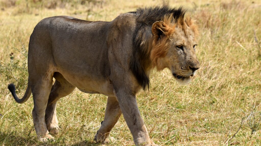 Photograph of a male lion walking through dry grassland, showcasing its dark mane and muscular body. The scene highlights natural habitat and behaviour of lions in the wild.