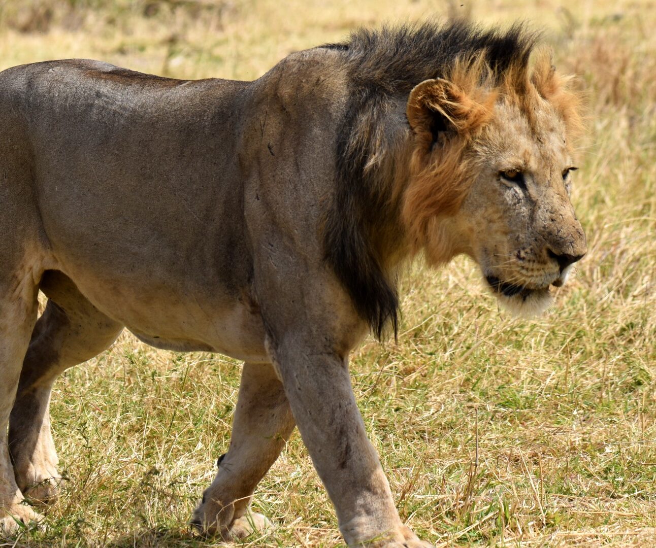 Photograph of a male lion walking through dry grassland, showcasing its dark mane and muscular body. The scene highlights natural habitat and behaviour of lions in the wild.