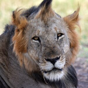 Photograph of a close-up lion face showing detailed features including a sparse mane with dark and light brown fur and visible scars or dirt on the skin. The lion's eyes are half-closed, and the background is blurred with natural earthy tones, emphasizing the animal's expression and texture.
