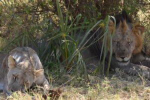 Photograph of a male and female lion resting on dry grass under sparse vegetation in a natural habitat. The male lion has a dark mane and closed eyes, while the female lion lies nearby with her head down, both appearing calm and relaxed.