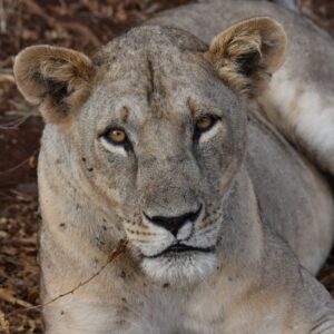 Photograph of a lioness lying on the ground with dry leaves and a rock in the background. The lioness's ears and part of the face are visible around a central blurred square obscuring most of the face and body.