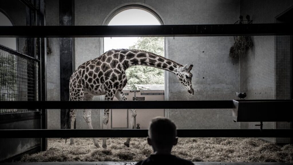 Photograph of a giraffe inside an enclosure viewed through horizontal bars, with a child’s silhouette in the foreground. The setting features a large arched window providing natural light and hay covering the floor, emphasizing a zoo environment.
