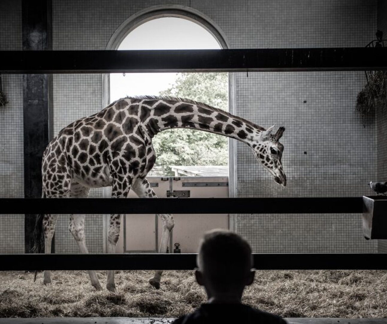 Photograph of a giraffe inside an enclosure viewed through horizontal bars, with a child’s silhouette in the foreground. The setting features a large arched window providing natural light and hay covering the floor, emphasizing a zoo environment.