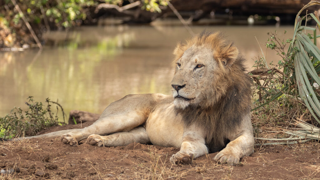 A male lion lies lazily alongside a large pool of water