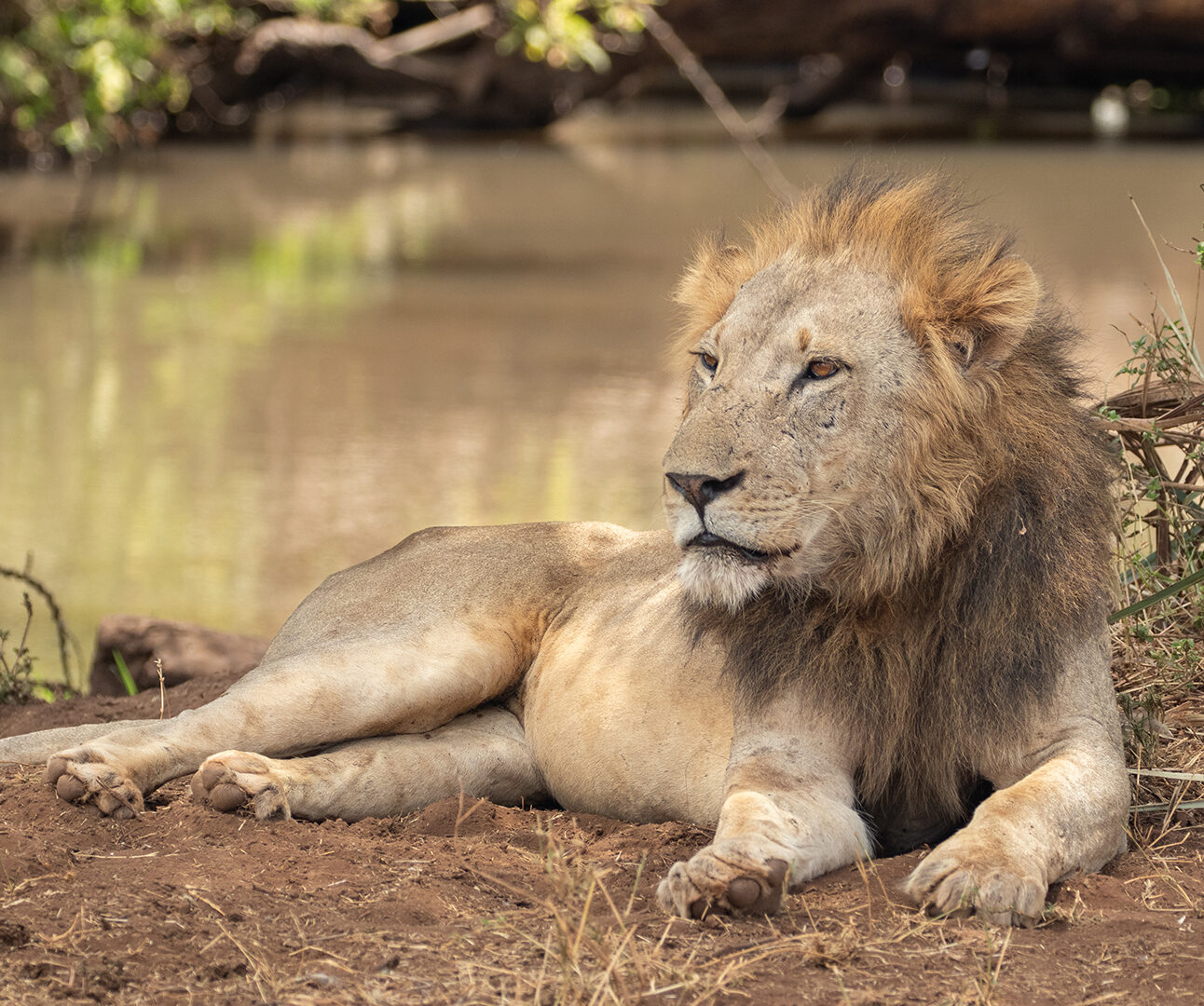 A male lion lies lazily alongside a large pool of water