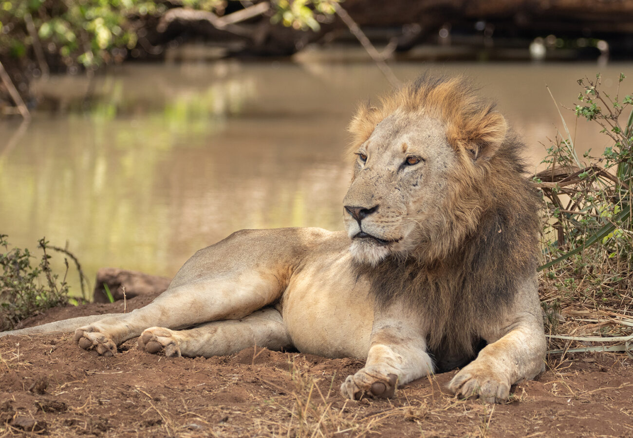 A male lion lies lazily alongside a large pool of water