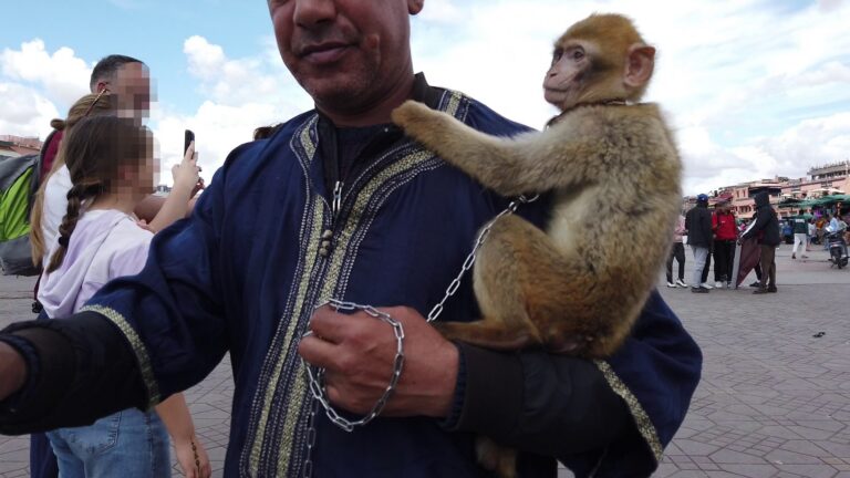 JEMAA EL-FNA SQUARE GALLERY 2025