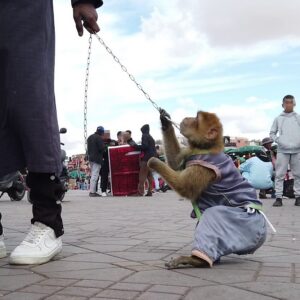A young macaque dressed in human clothes pulls against the chain around its neck which is being held tightly by a handler.