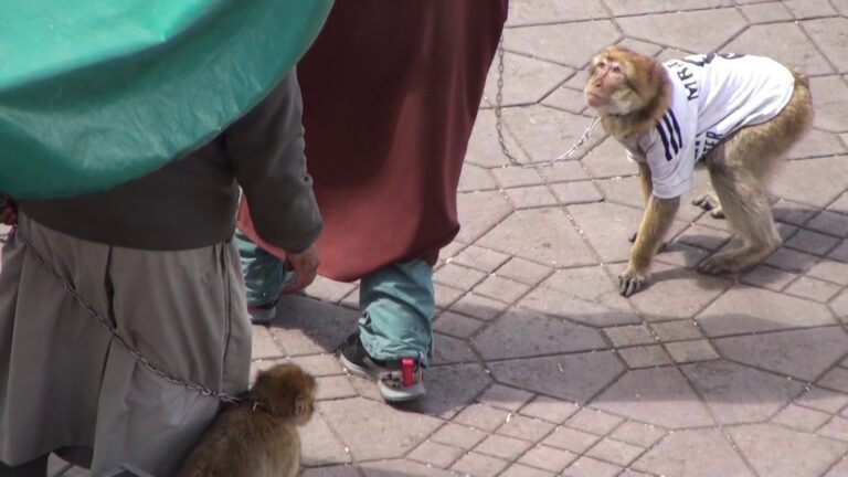JEMAA EL-FNA SQUARE GALLERY 2025